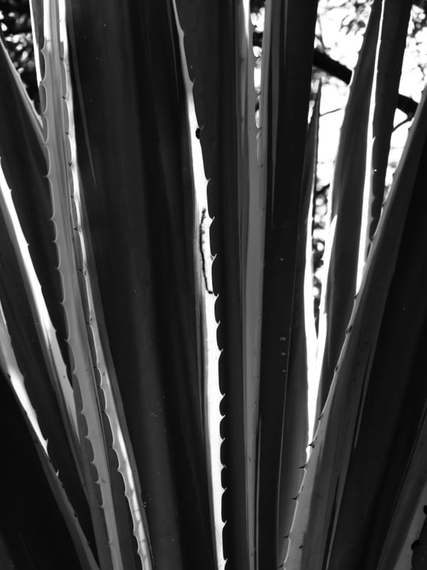TREE LB 21