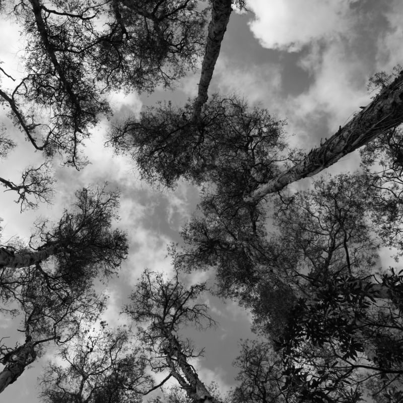 TREE LB 07