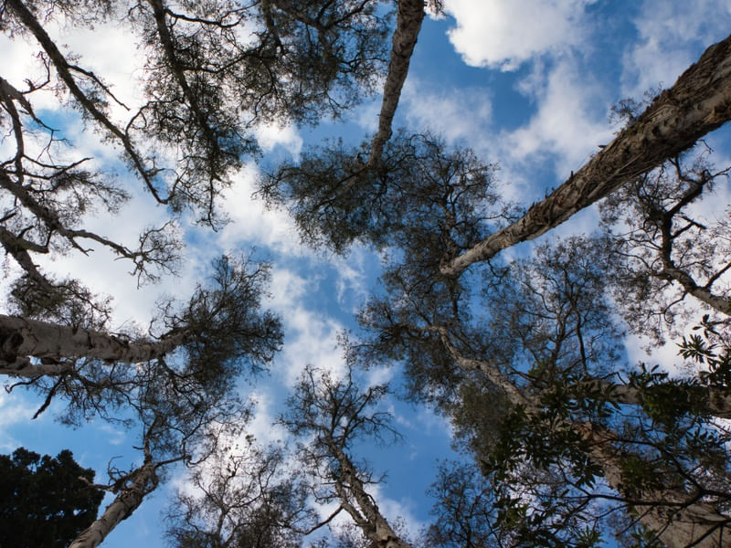 TREE LB 09
