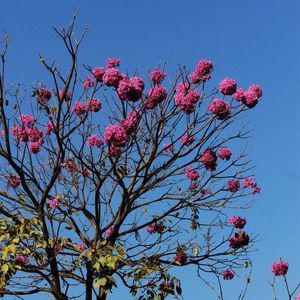 TREE LB 26