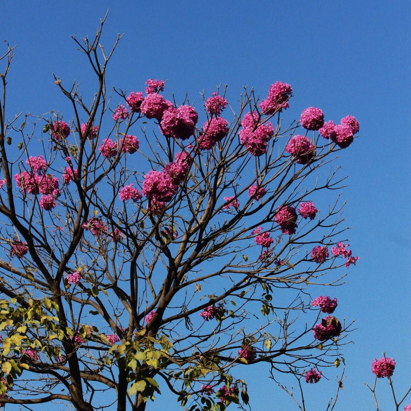 TREE LB 26