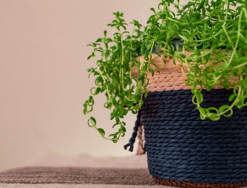 VASO DE PLANTAS