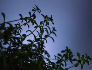 SILHUETA DE PLANTAS