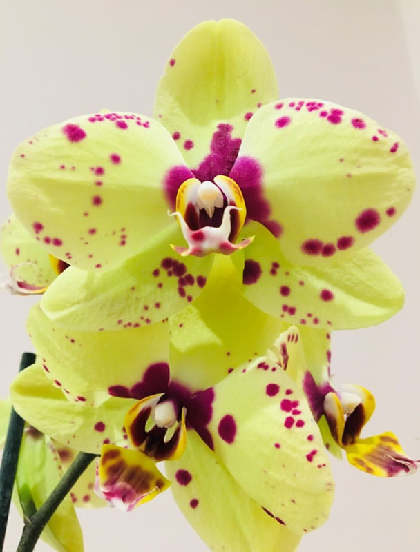 DETALHES DE UMA ORQUÍDEA AMARELO E ROSA