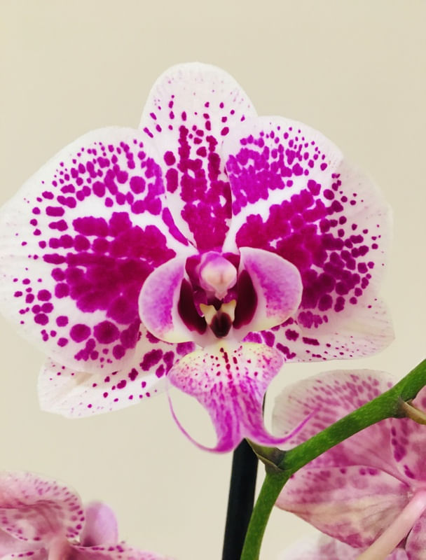 DETALHES DE UMA ORQUÍDEA ROSA E BRANCA