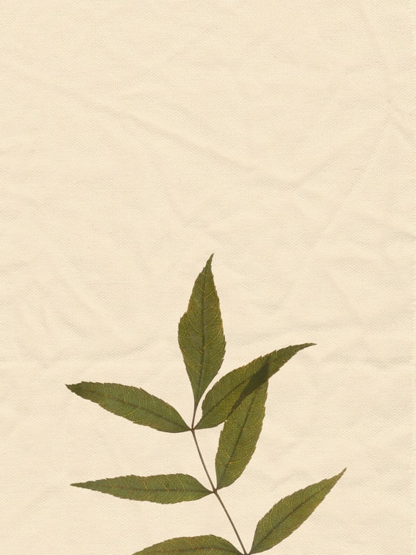 TEXTURA PLANTA