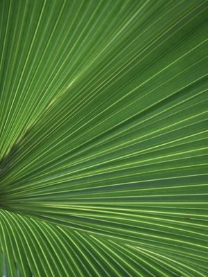 NATUREZA - TEXTURA FOLHA