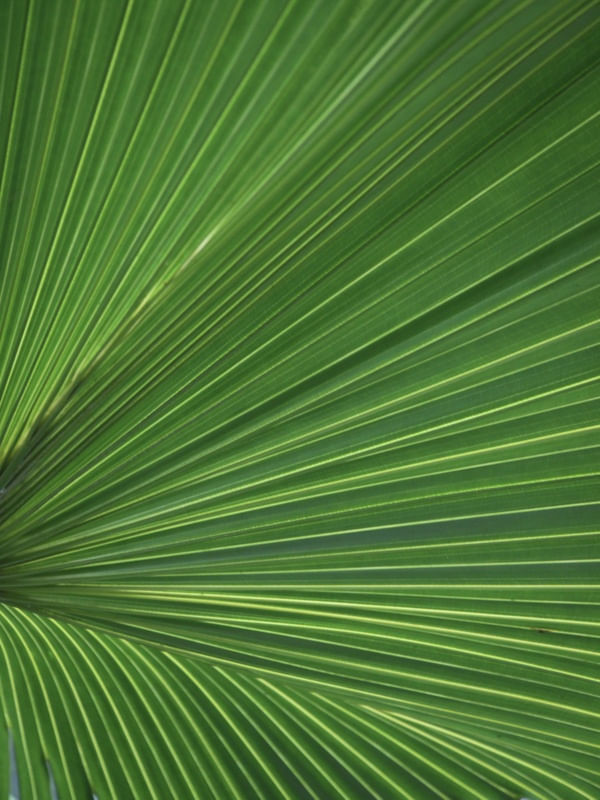 NATUREZA - TEXTURA FOLHA