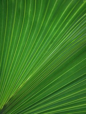 NATUREZA - TEXTURA FOLHA II