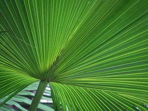 NATUREZA - TEXTURA FOLHA III