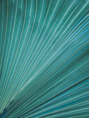 ABSTRATO - TEXTURA FOLHA AZUL II