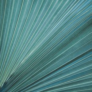 ABSTRATO - TEXTURA FOLHA AZUL QUADRADO
