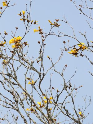 RJ - IPÊ-AMARELO