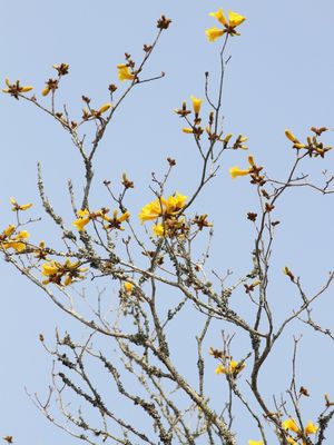 RJ - IPÊ-AMARELO 01