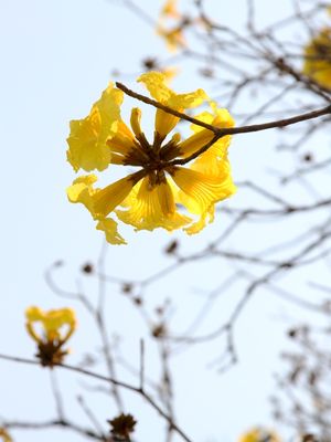RJ - IPÊ-AMARELO 02