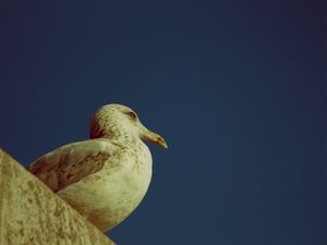 GAIVOTA01