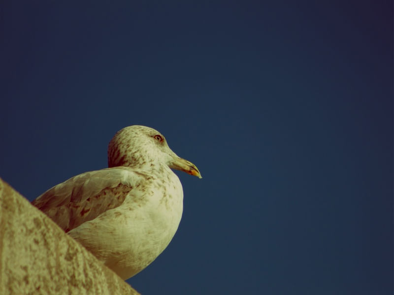 GAIVOTA01