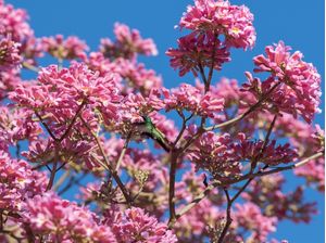 A ROSA E O BEIJA-FLOR
