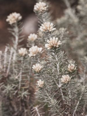 FLORZINHA DA MONTANHA