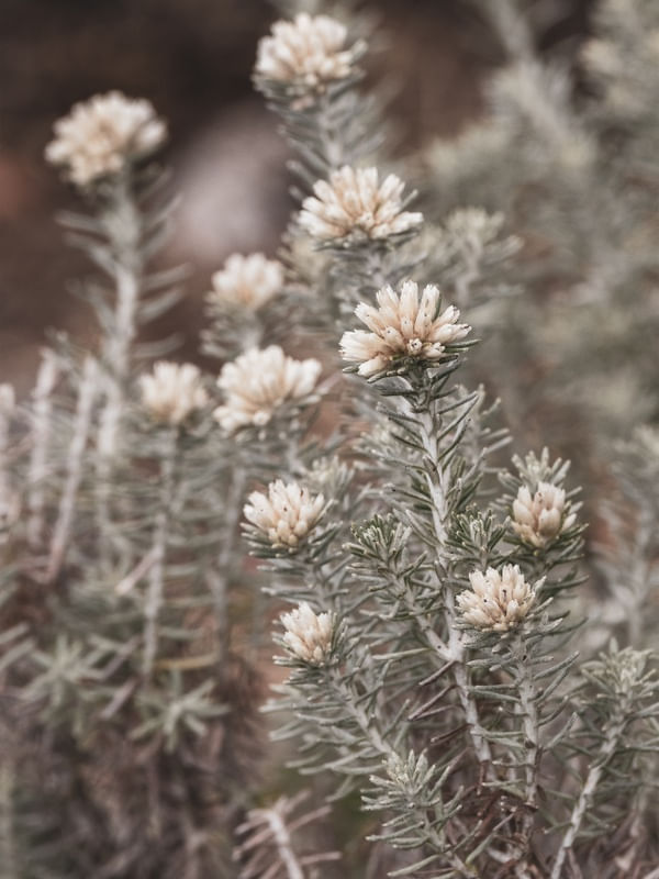 FLORZINHA DA MONTANHA