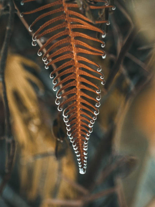 VEGETAÇÃO DE ALTITUDE