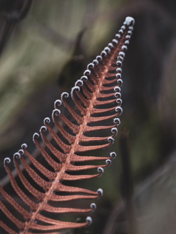 VEGETAÇÃO DE ALTITUDE I