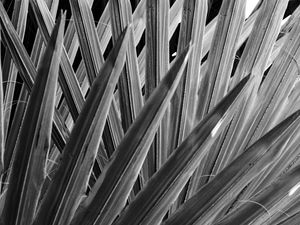 PINADAS SOBREPOSTAS PB (P)