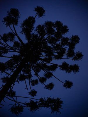 ARAUCÁRIA ROXA