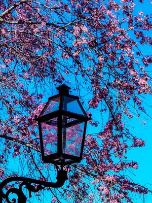LANTERNA EM FLOR