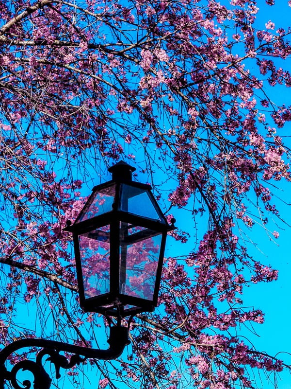 LANTERNA EM FLOR