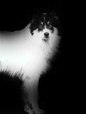 CÃO P&B