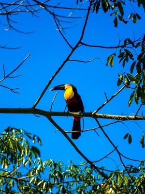 O DESCANSO DO TUCANO