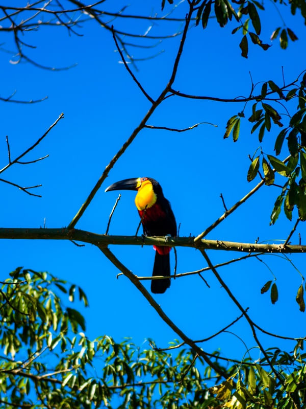 O DESCANSO DO TUCANO