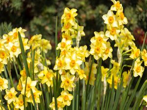 FLORAR