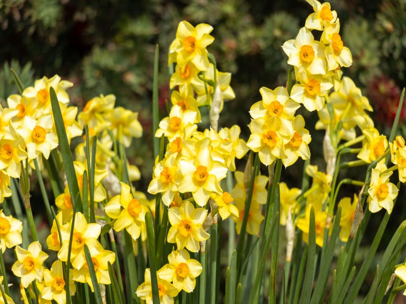 FLORAR