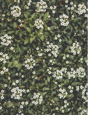 FLOR DE MEL