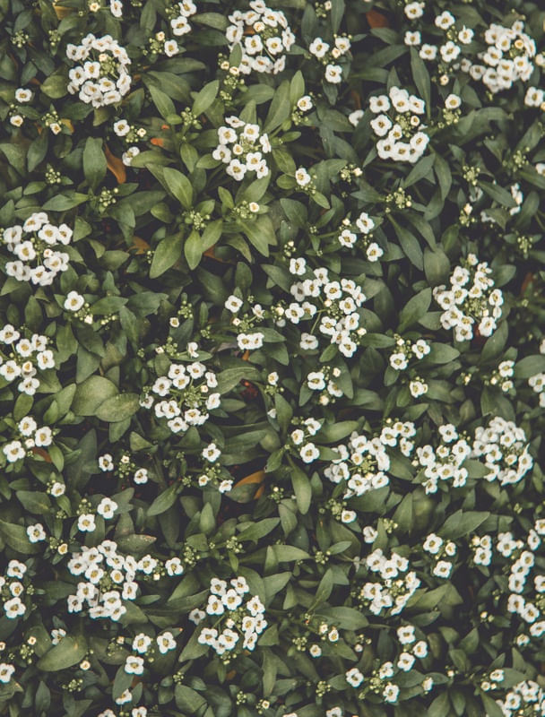 FLOR DE MEL