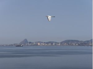 THE WHITE BIRD'S FLIGHT