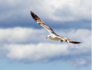 GAIVOTA VOANDO CONTRA NUVENS
