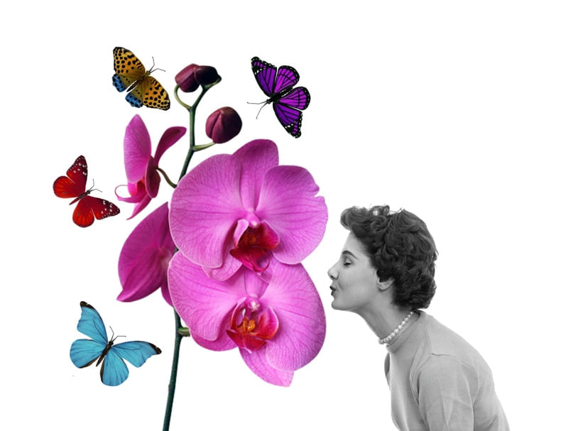 ORQUÍDEA LOVER