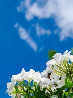 FLORES BRANCAS E CÉU AZUL