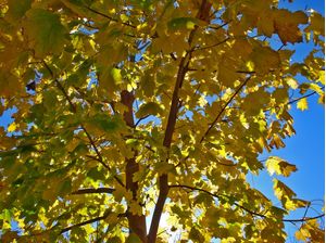 AMARELO EM CÉU AZUL