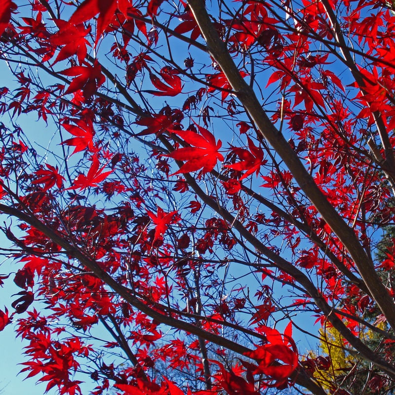 VERMELHO EM CÉU AZUL