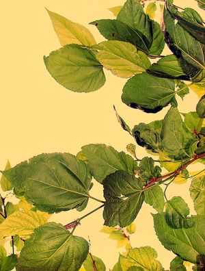 FOLHAS (FUNDO AMARELO)