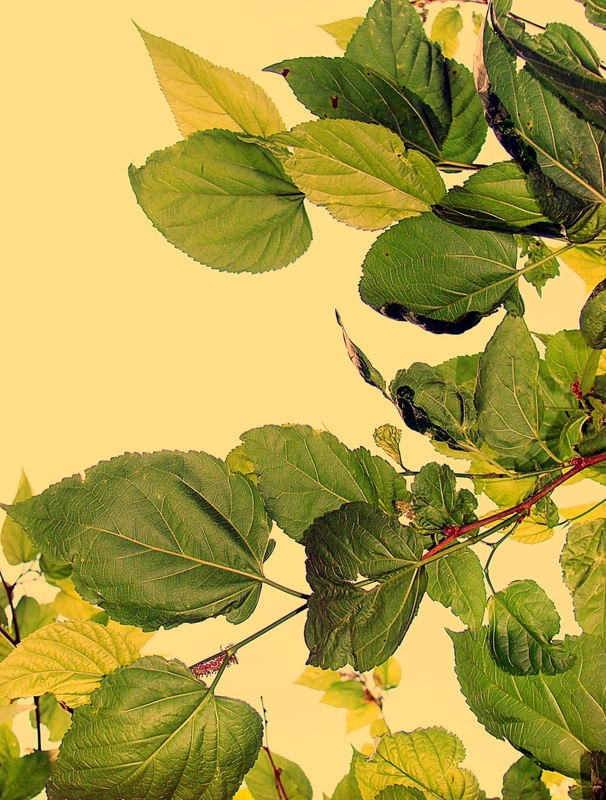FOLHAS (FUNDO AMARELO)