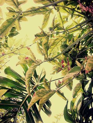 FOLHAS 2 (FUNDO AMARELO)