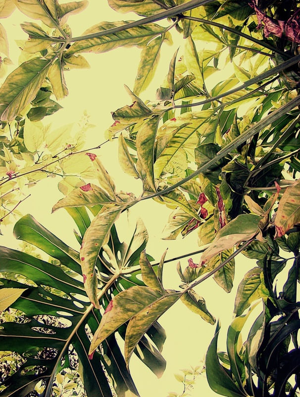 FOLHAS 2 (FUNDO AMARELO)