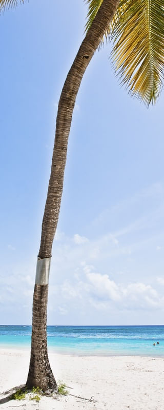 COQUEIRO CARIBE