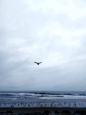 GAIVOTA VOA