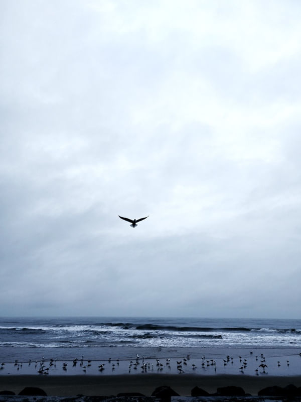 GAIVOTA VOA